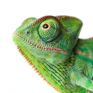 renting with unusual pets baltimore county